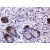 Immunohistochemistry-Paraffin: MMP9 Antibody (SB15c) [HRP] [NBP1-28618] - Paraffin embedded sections of human colon.  Goat Anti- Mouse IgG2a, human ads-BIOT and Streptavidin-HRP were used and then developed with DAB.